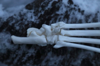 Bobcat Paw Articulation
