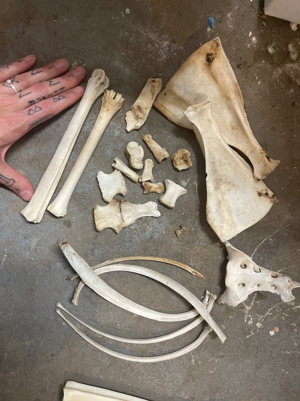Reserved for Walking Apostasy - Craft Deer Bone Lot