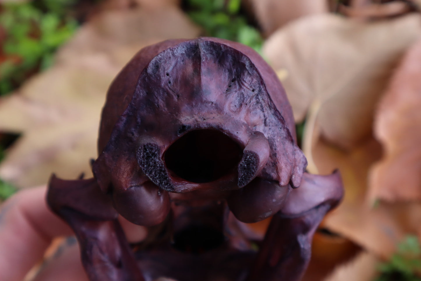 Reserved for Kristina - Naturally Stained Alaskan Lynx Skull