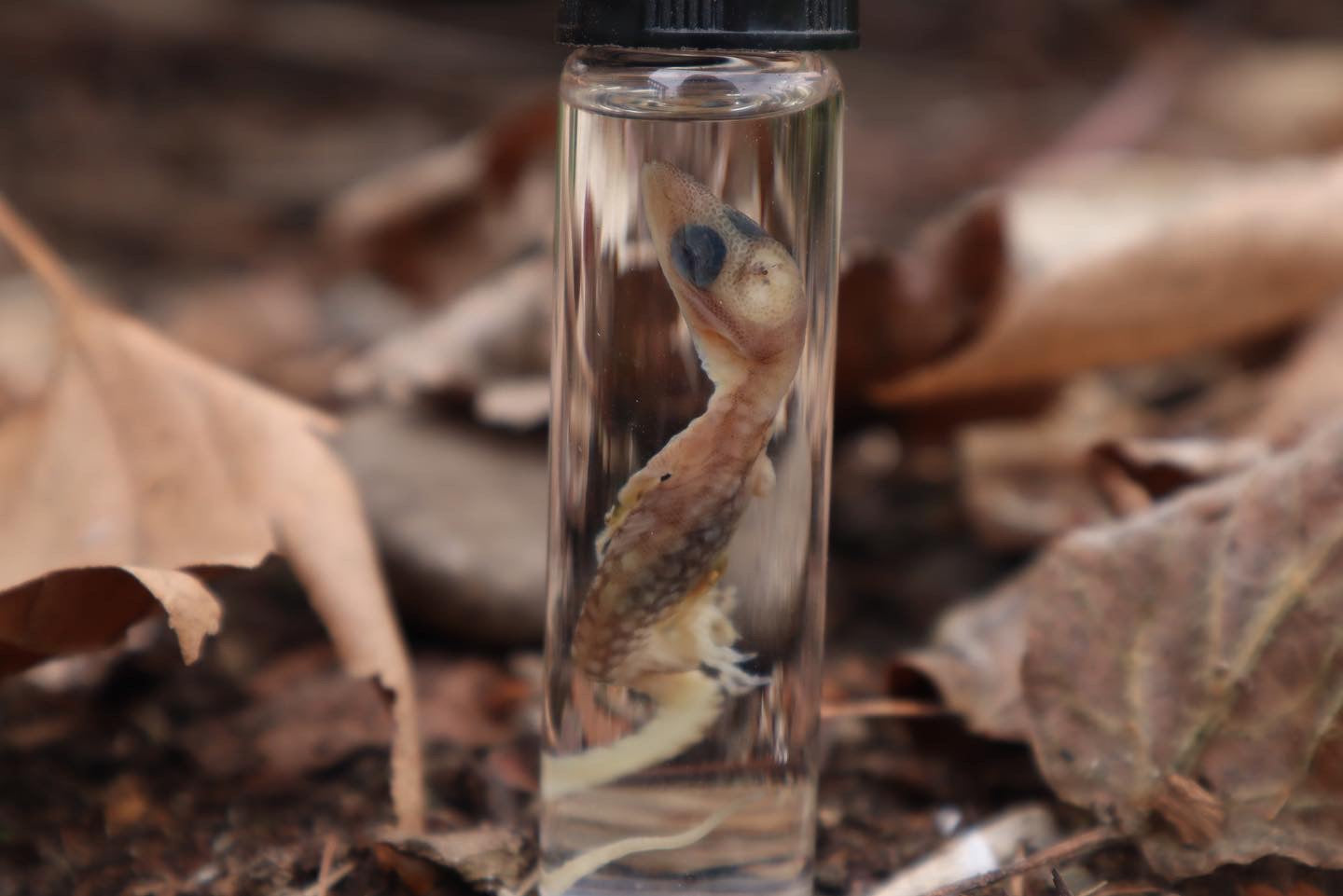 Baby Red Ackie Monitor Wet Specimen