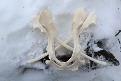 Reserved for Shayne - Gray Wolf Bones
