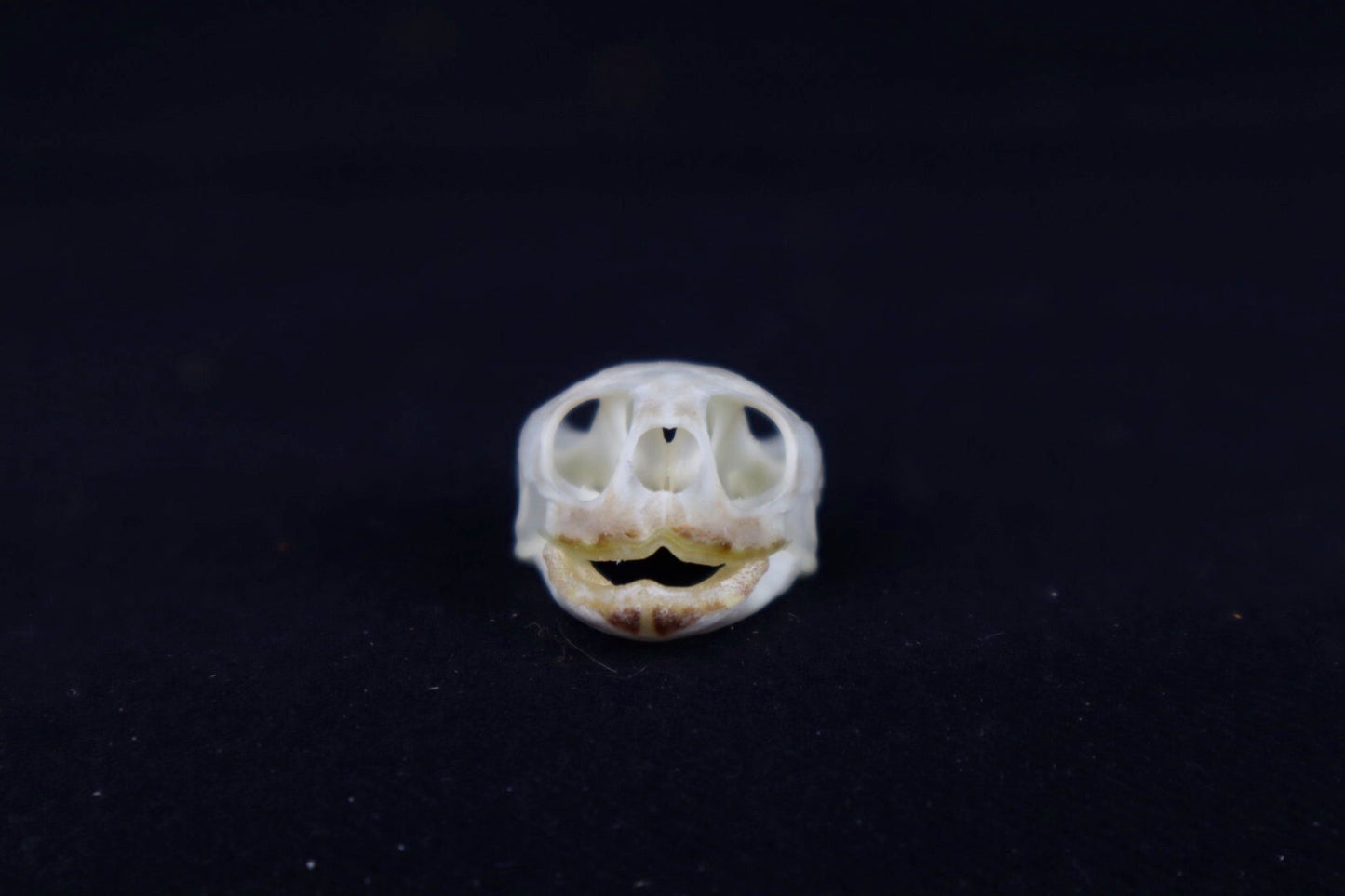 Red Eared Slider Skull