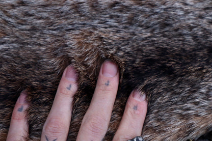 Bobcat Wallhanger