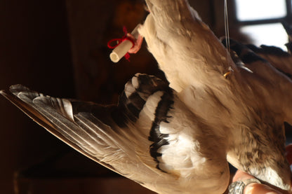 Taxidermy Pigeon