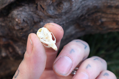 Mouse Skull