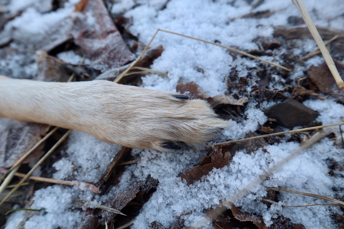 Coyote Paw Knife
