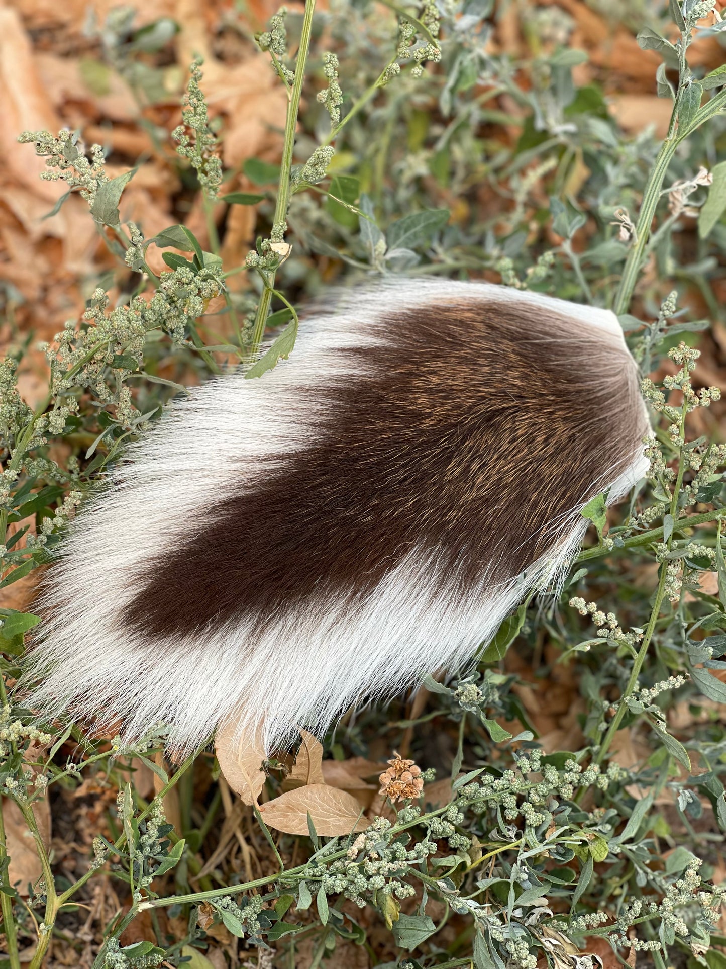 Whitetail Deer Tail