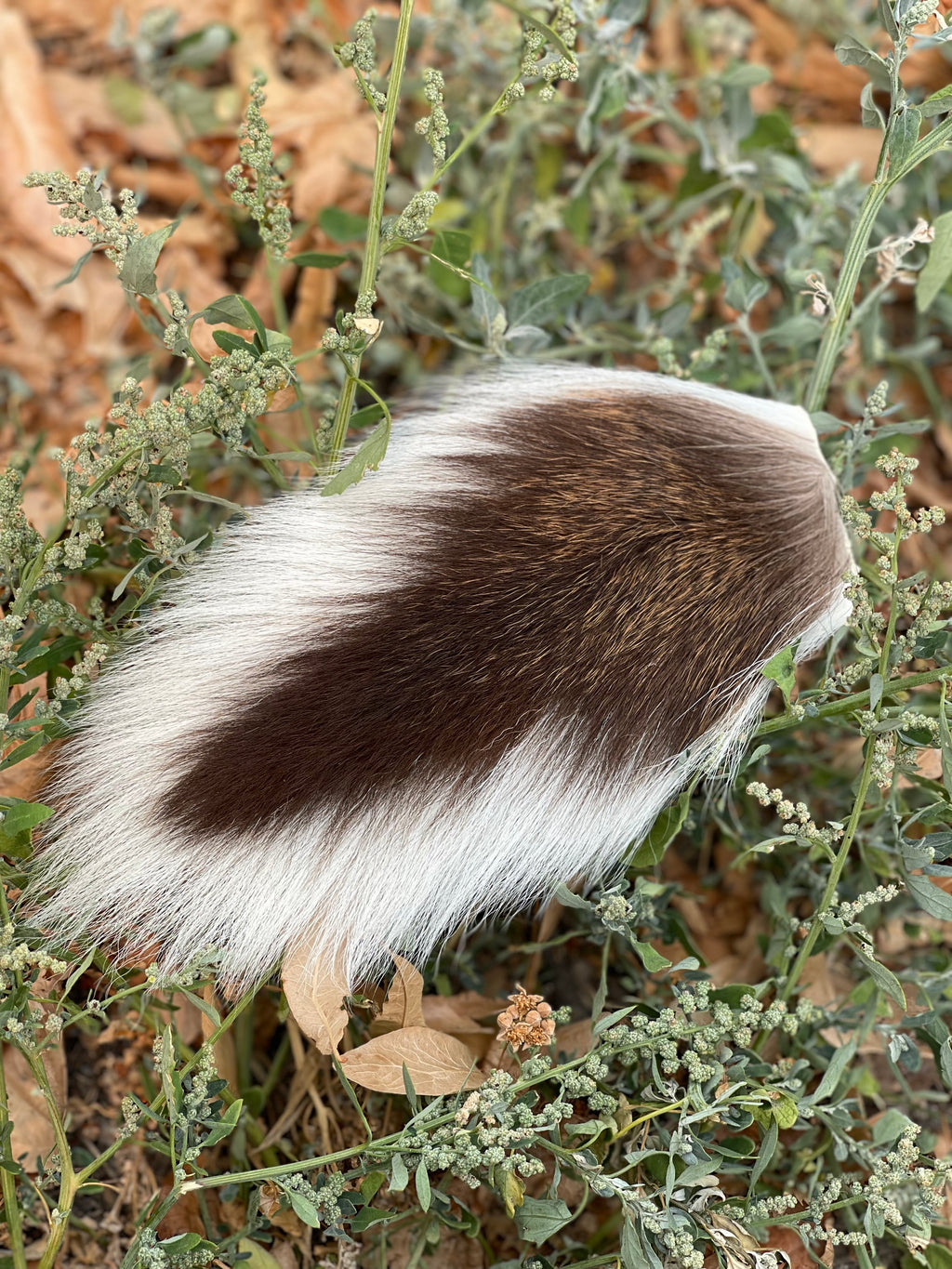 Whitetail Deer Tail