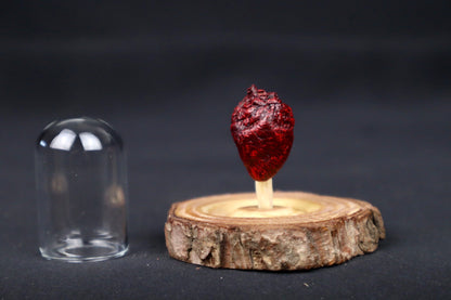 Dry Preserved Pigeon Heart in Glass Dome
