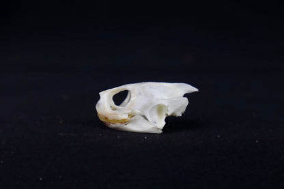 Red Eared Slider Skull