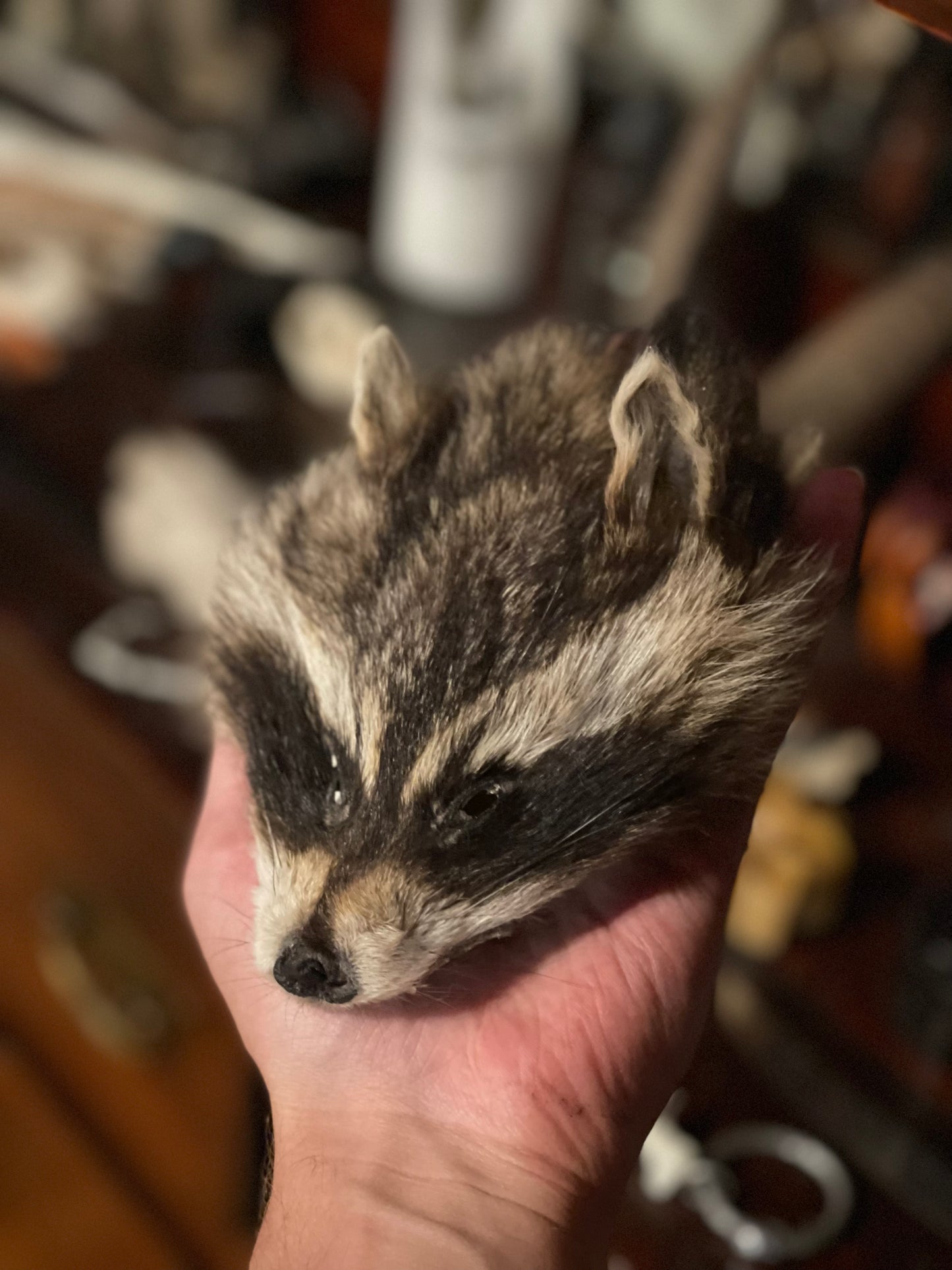 Reserved for SunSpellDice - Craft Soft Tanned Raccoon Face