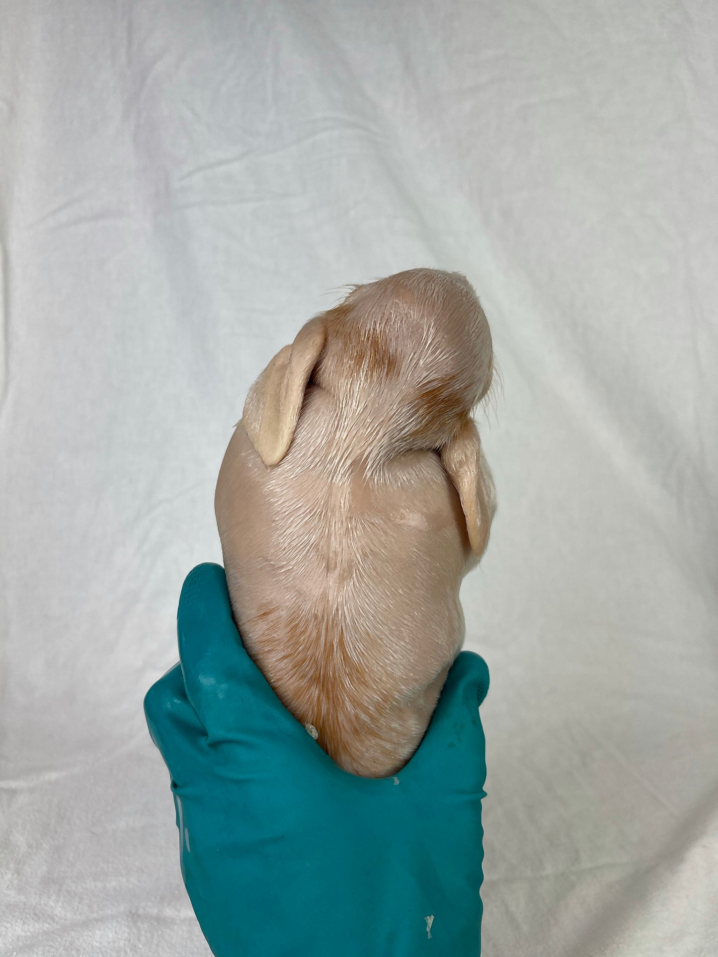 Reserved For Mariah - Wet Specimen Piglet with Congenital Disorders