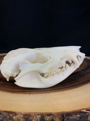 Reserved “Craft Quality” Opossum Skull