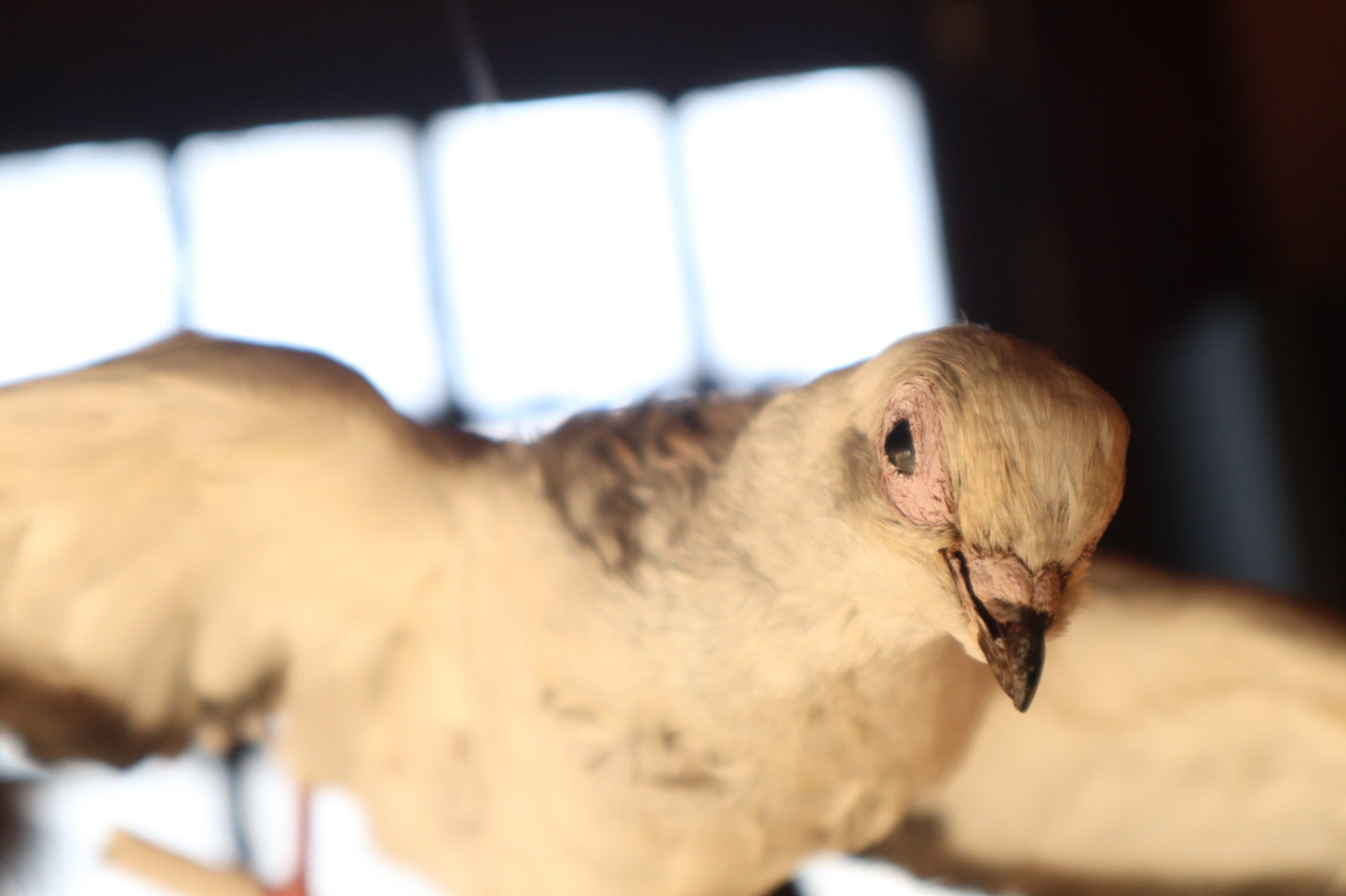 Taxidermy Pigeon