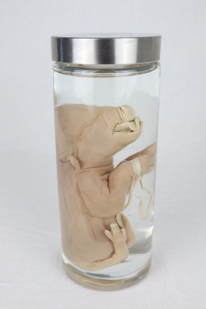 Wet Specimen Piglet with Congenital Disorders