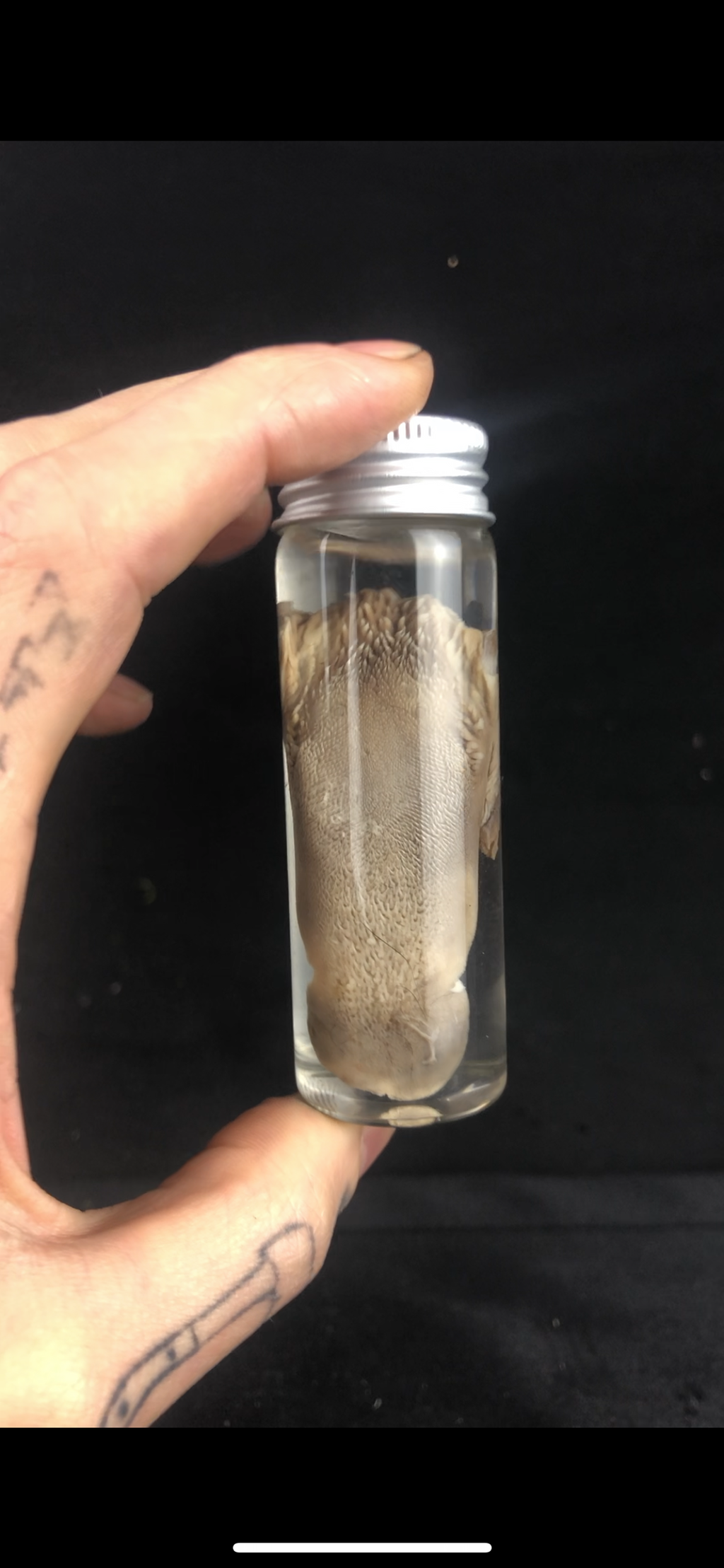 Reserved For Alex - Domestic Cat Tongue Wet Specimen