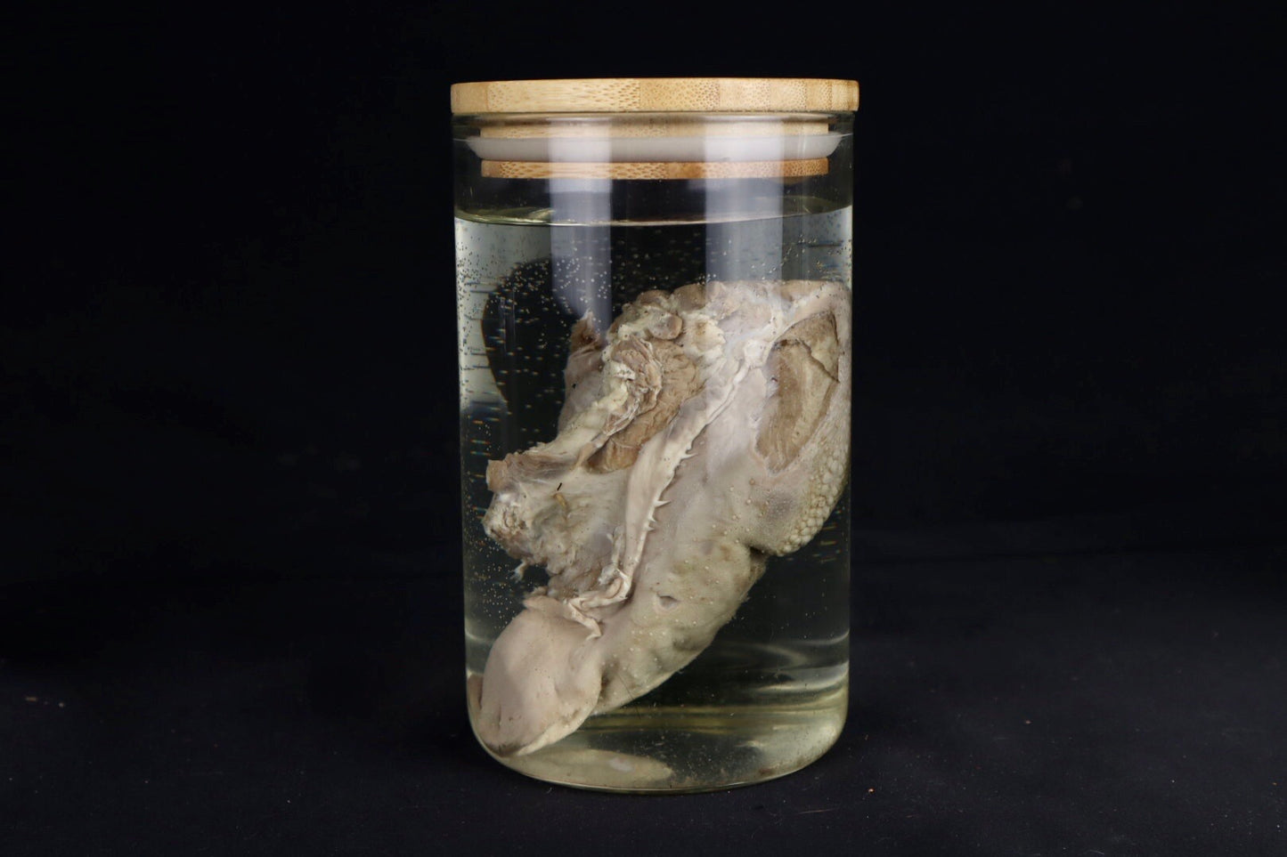 Domestic Goat Tongue Wet Specimen