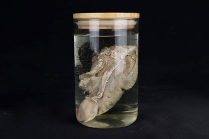 Domestic Goat Tongue Wet Specimen