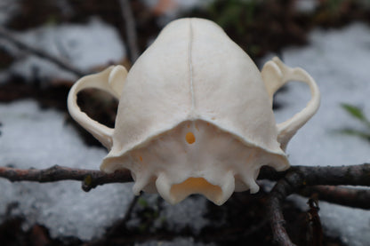 Reserved for Tori - Geriatric Raccoon Skull
