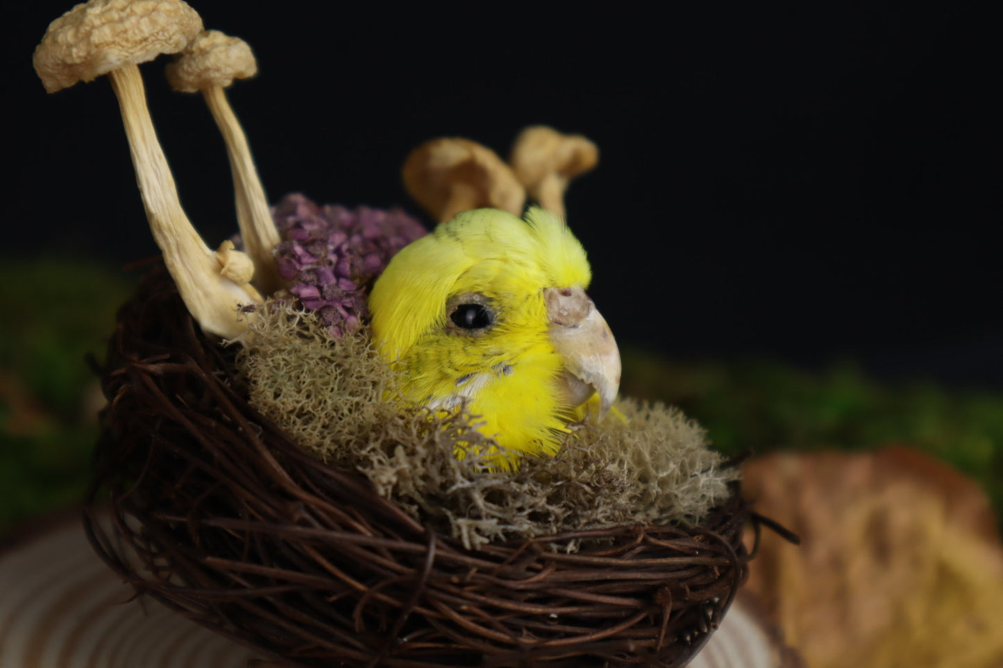 Reserved for Amanda -Taxidermy Budgerigar Head Sculpture