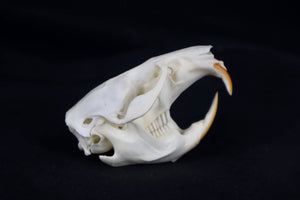 Muskrat Skull