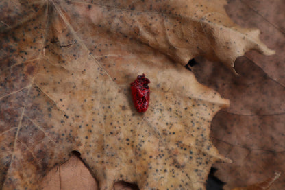 Dry Preserved Parakeet Heart