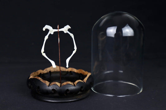 Mountain Lion Hyoid Articulation