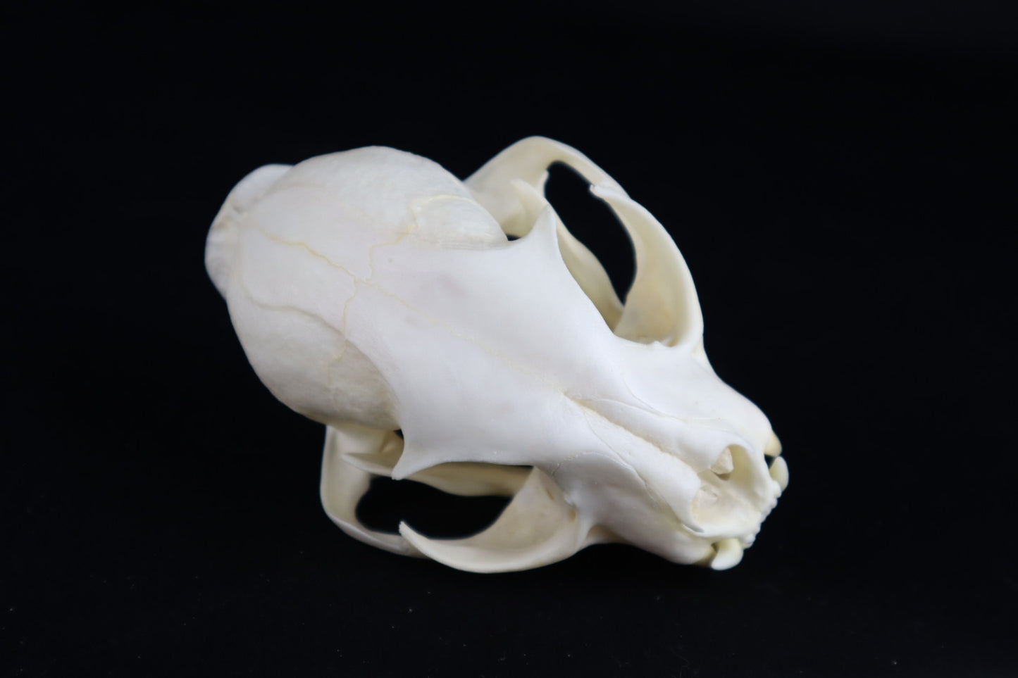 Reserved for Amberley Levine - Alaskan Lynx Skull