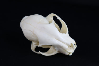 Reserved for Amberley Levine - Alaskan Lynx Skull
