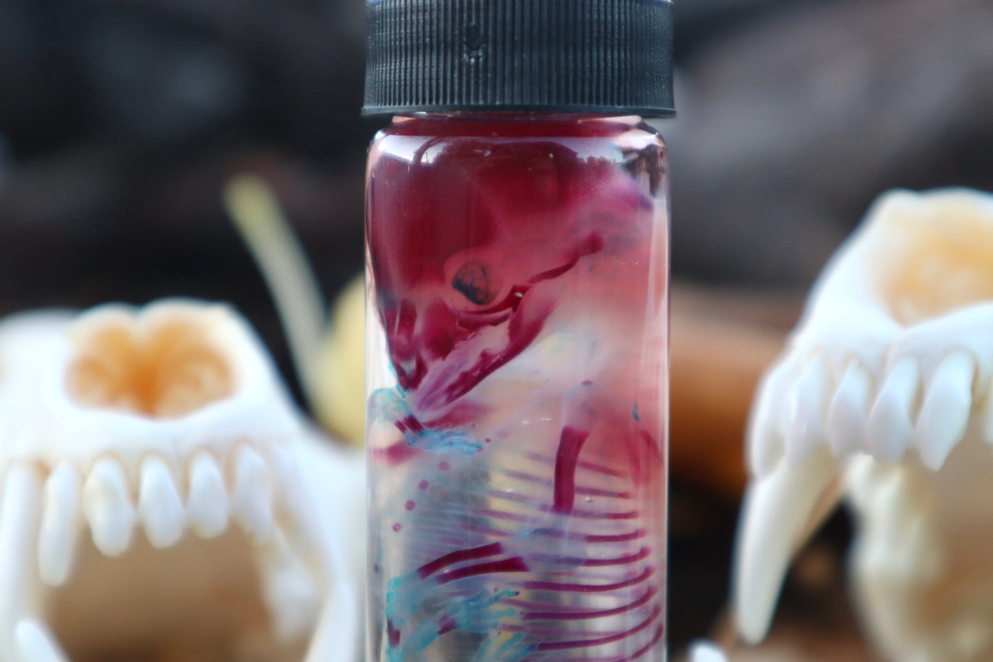 Diaphonized Fetal Coyote Pup