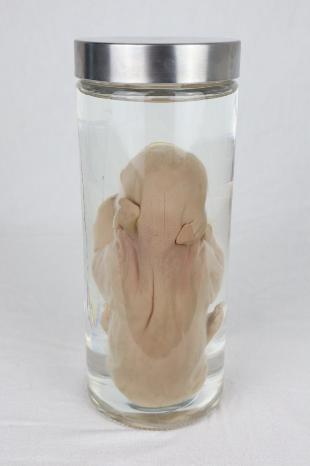 Reserved For Istas Love - Wet Specimen Piglet with Congenital Disorders