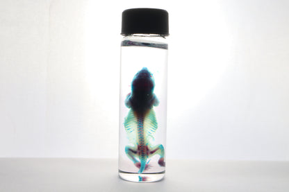 Reserved for Kaitlyn - Diaphonized Baby Mouse