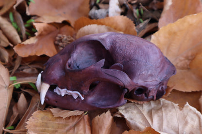 Reserved for Kristina - Naturally Stained Alaskan Lynx Skull