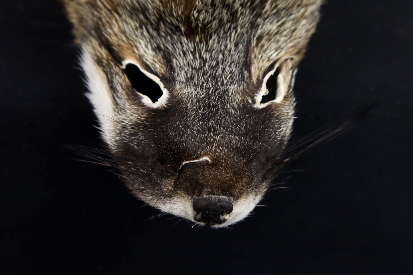 Gray Fox Face/Cape