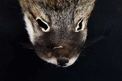 Gray Fox Face/Cape