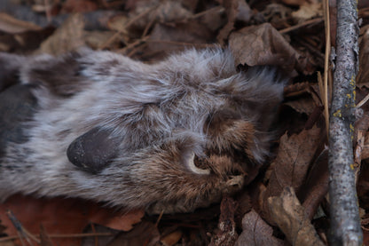 Reserved for Mike - Dry Preserved Mountain Lion Paw