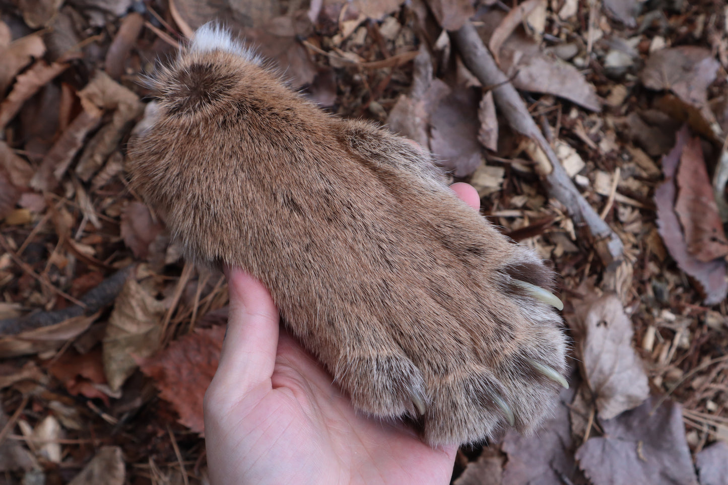 Reserved for Mike - Dry Preserved Mountain Lion Paw