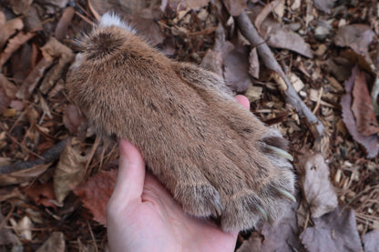 Reserved for Mike - Dry Preserved Mountain Lion Paw