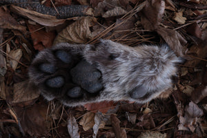 Reserved for Mike - Dry Preserved Mountain Lion Paw