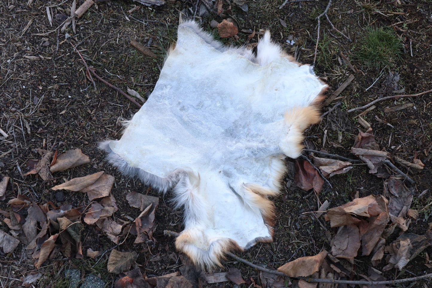 Red Fox Pelt - Double Bend