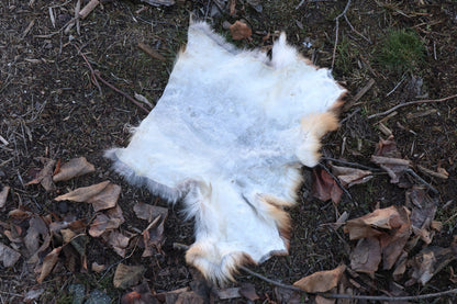 Red Fox Pelt - Double Bend
