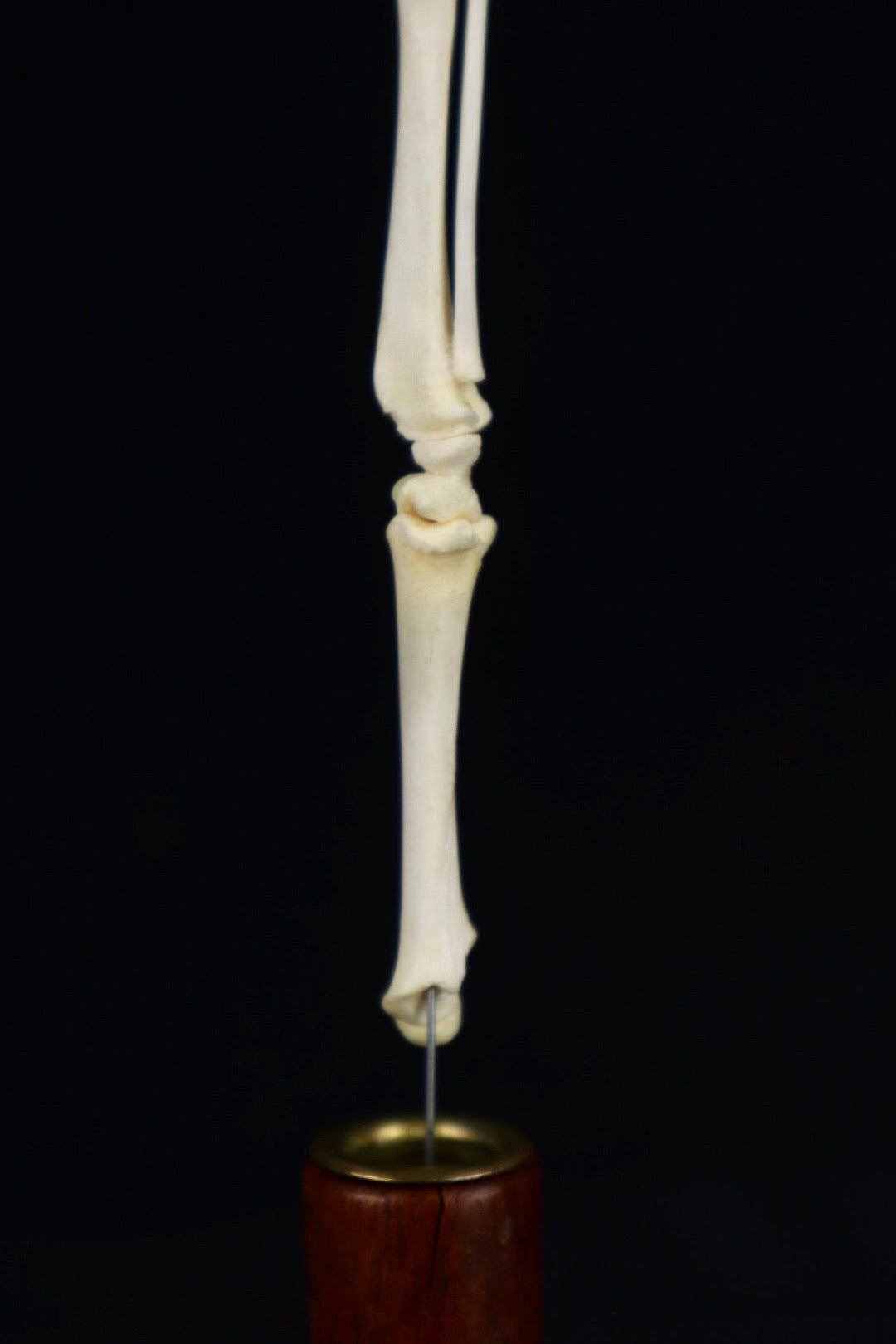 Domestic Kitten Leg Articulation
