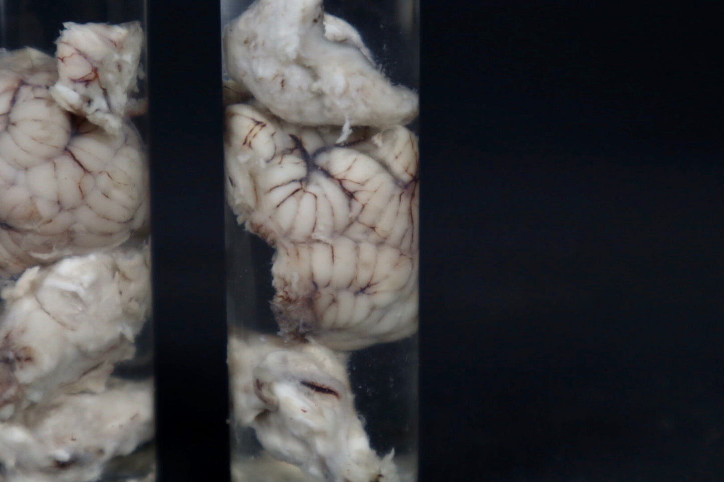 Mountain Lion Brain Bit Wet Specimen