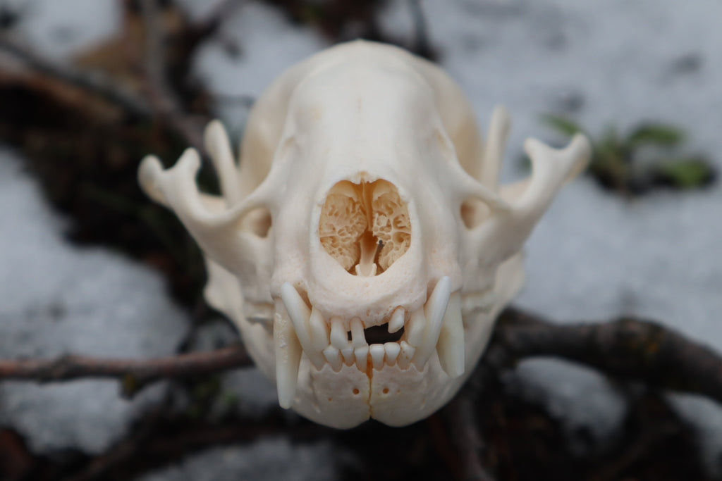 Reserved for Tori - Geriatric Raccoon Skull