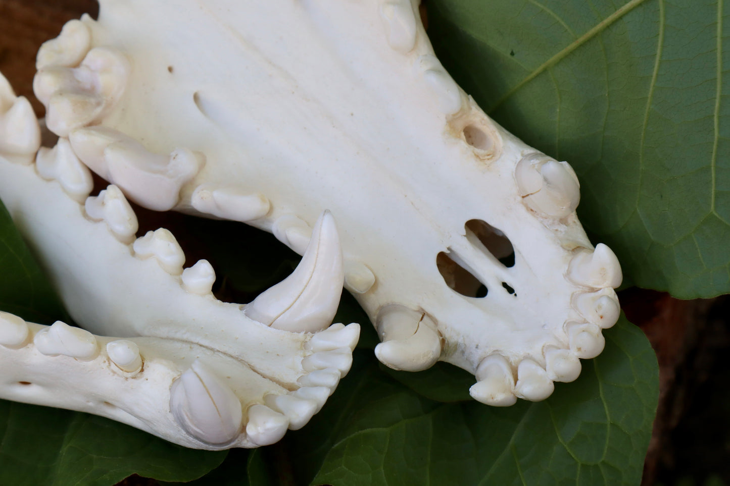 Reserved for Dan - Gray Wolf Skull