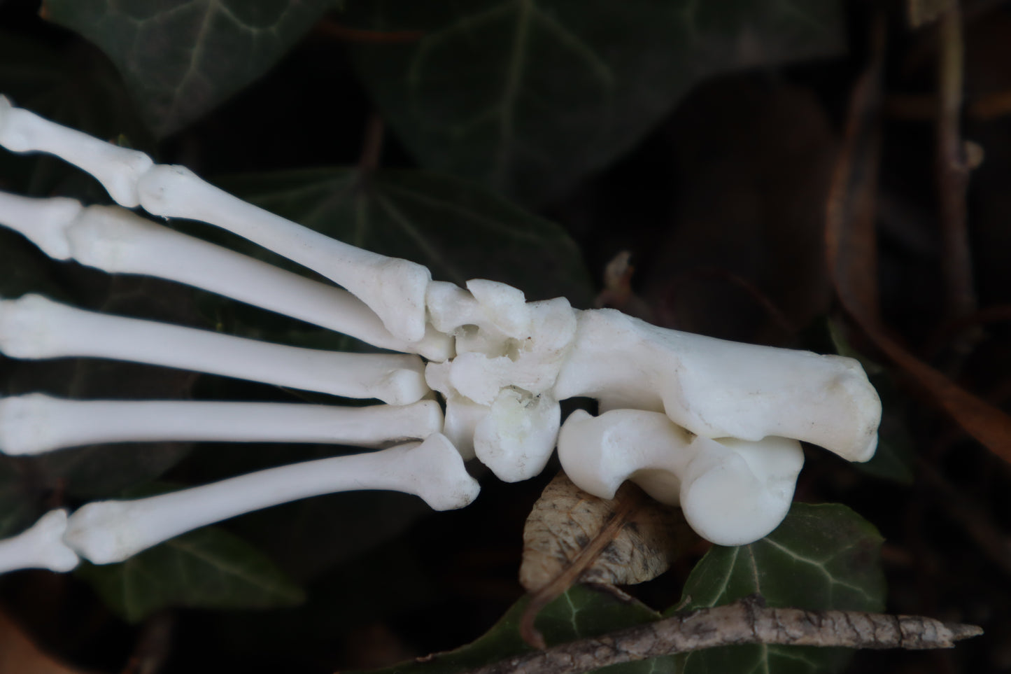 Raccoon Paw Articulation
