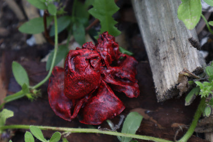 Reserved for Brandon - Dry Preserved Juvenile Bobcat Heart and Lungs