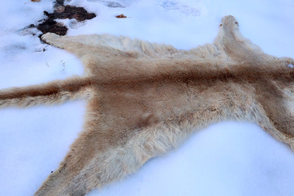 Lifesize Mountain Lion Pelt - Refurbished 1950s Vintage
