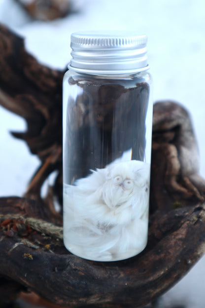 Parakeet Head Wet Specimen