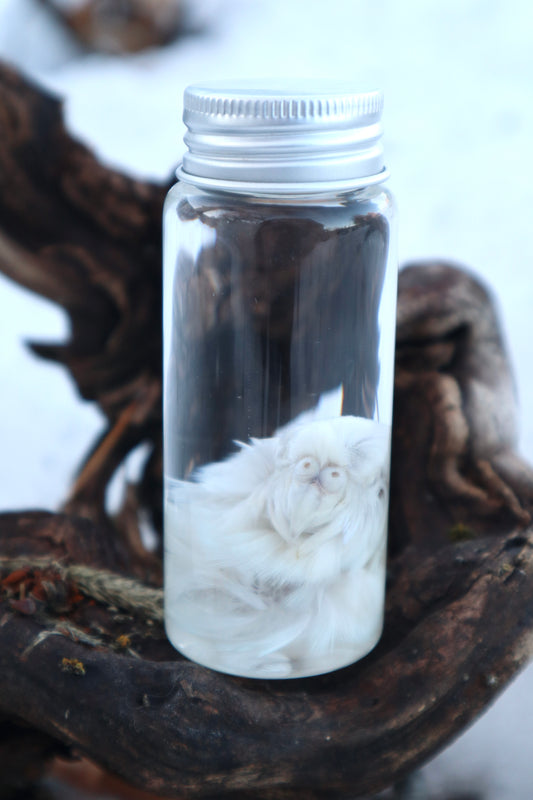 Parakeet Head Wet Specimen
